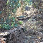 Abandoned Disney Parks