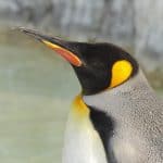 Penguin-Inspired Swimsuit Textures
