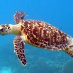Hawksbill Sea Turtles