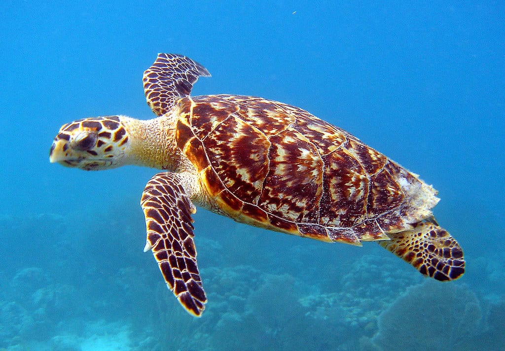 Hawksbill Sea Turtles