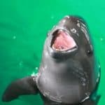 Yangtze Finless Porpoise