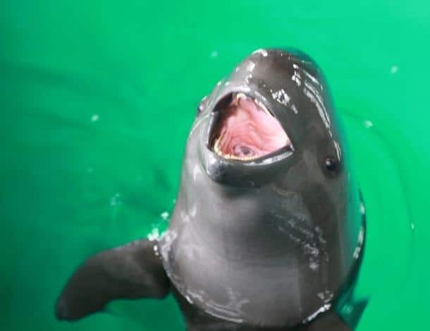 Yangtze Finless Porpoise