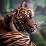 Sunda Tigers