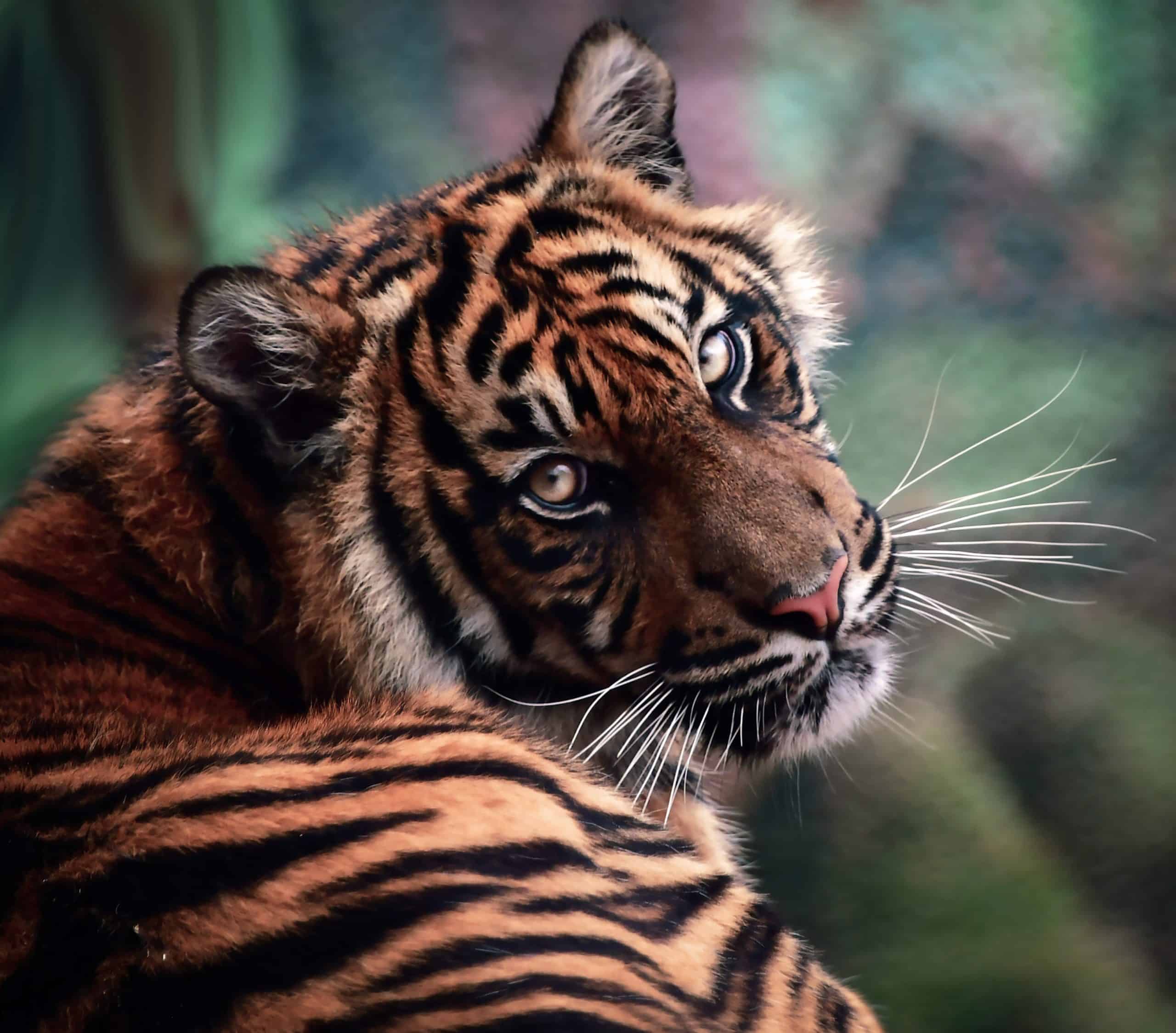 Sunda Tigers