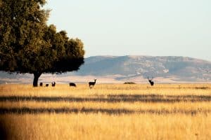 Beautiful landscape a little away from holm oaks and silhouettes of deer in the bellowing in the Cabañeros National Park in Ciudad Real, Spain