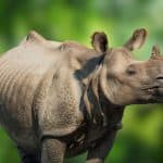 Javan Rhinos