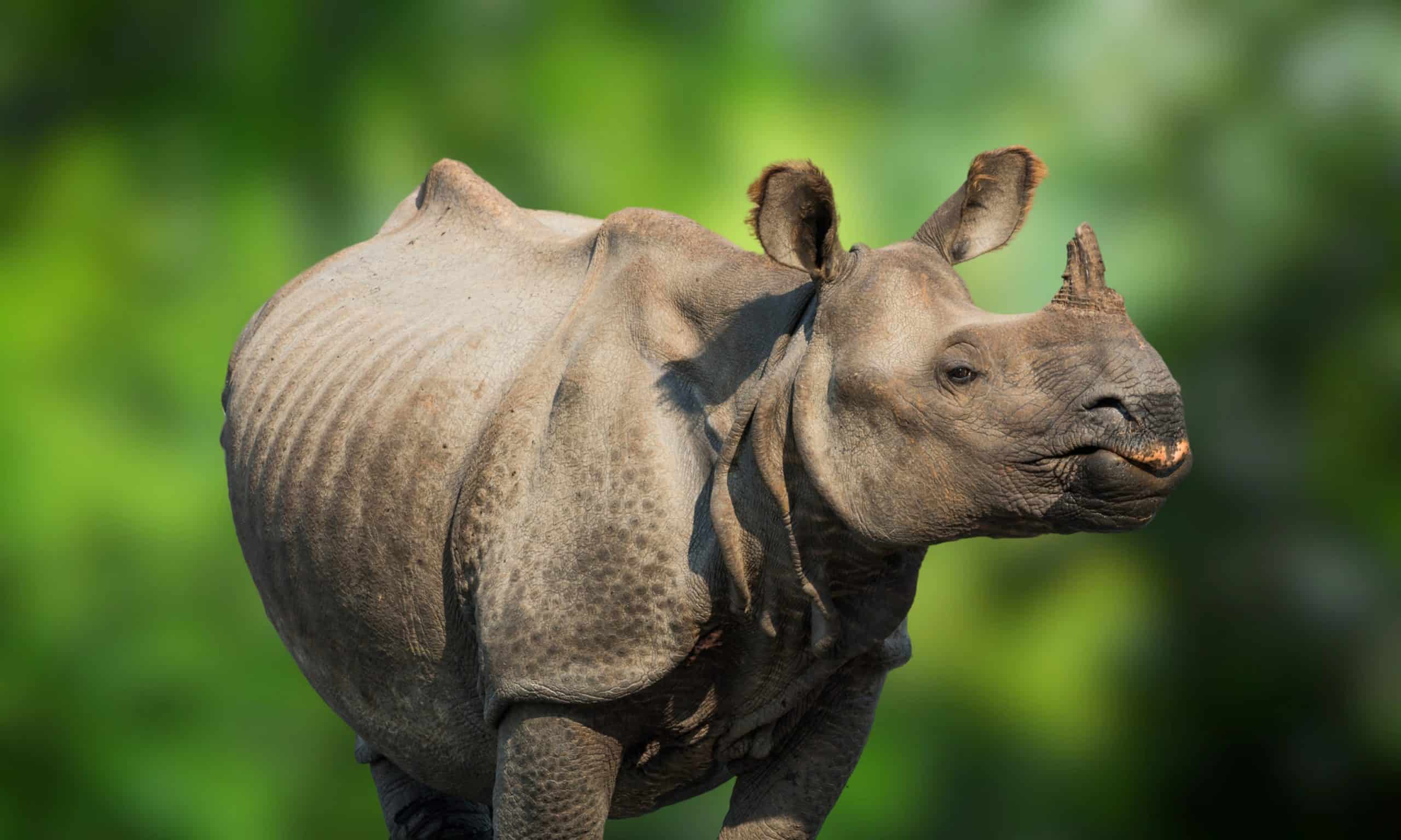 Javan Rhinos