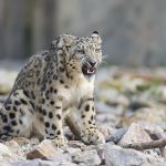 Snow Leopard – Dudley Zoo