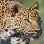 Leopard – Indore Zoo