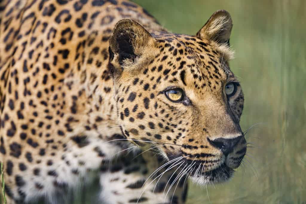Leopard – Indore Zoo