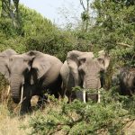 Elephant – Tbilisi Zoo