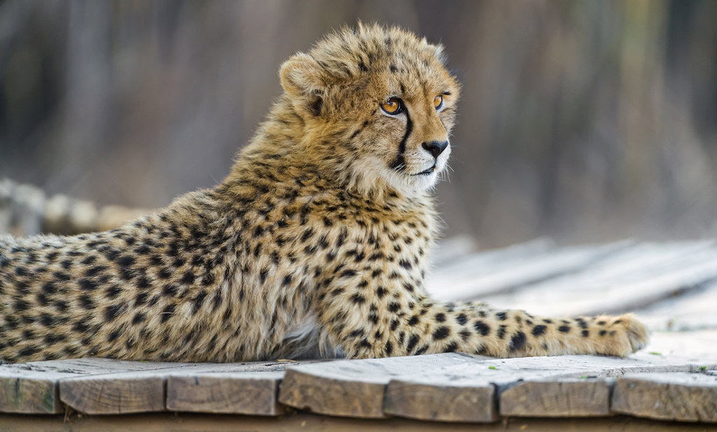 Cheetahs – Wildlife Safari