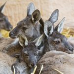 Kangaroo – Duisburg Zoo