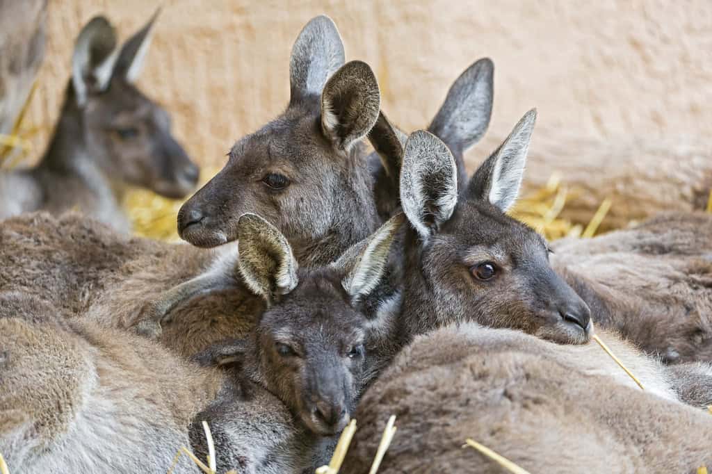 Kangaroo – Duisburg Zoo