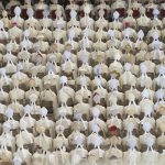 South Carolina: Battling Bishops