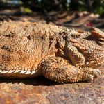 Oklahoma: Horny Toads