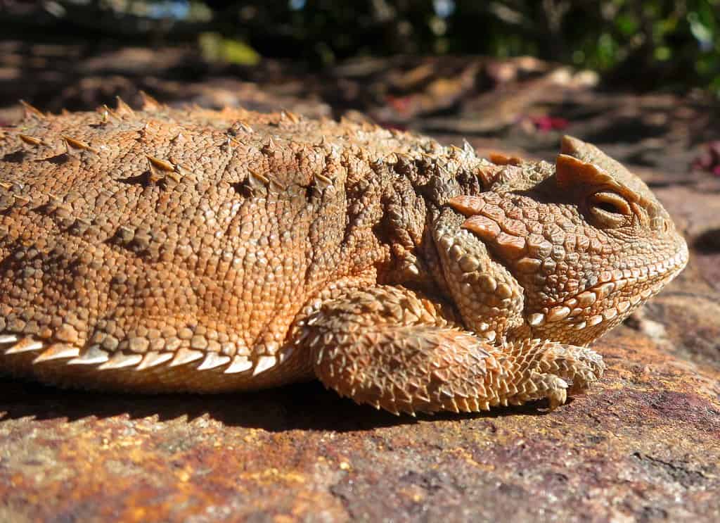 Oklahoma: Horny Toads