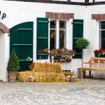 Wolf Pack – Cologne Zoo