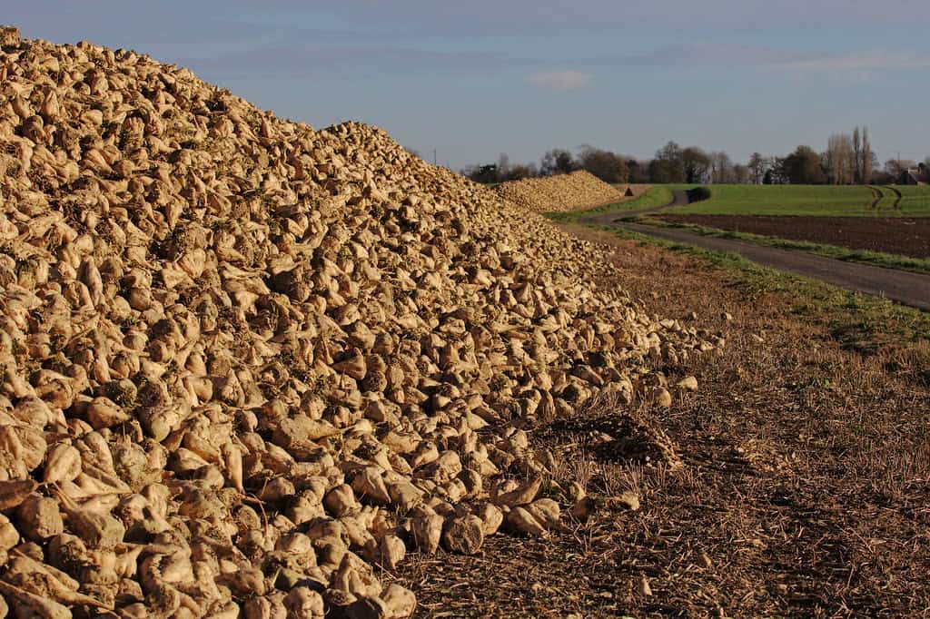 Montana: Sugarbeeters