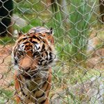 Tiger – San Francisco Zoo