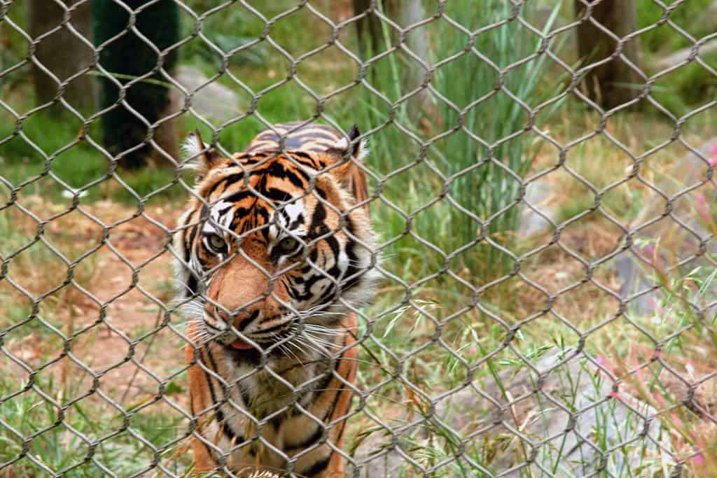 Tiger – San Francisco Zoo