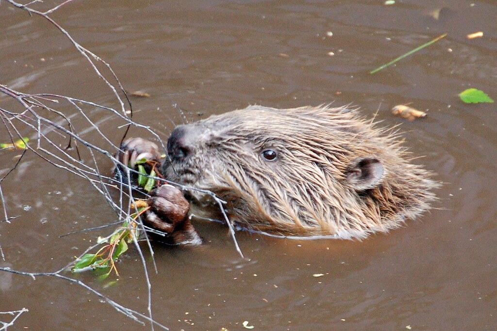 Connecticut: Winged Beavers
