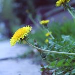 Colorado – Allowing Dandelions to Grow Unchecked