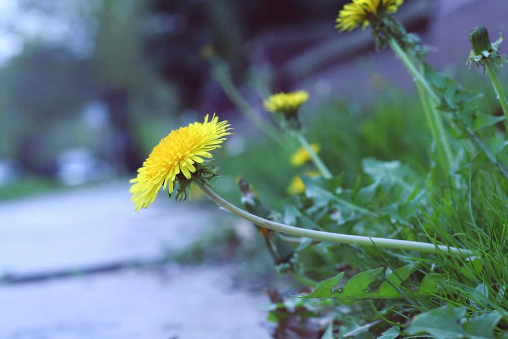Colorado – Allowing Dandelions to Grow Unchecked