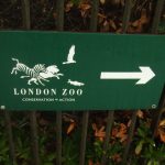 Gorillas – London Zoo