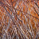 Kentucky: Briar Jumpers