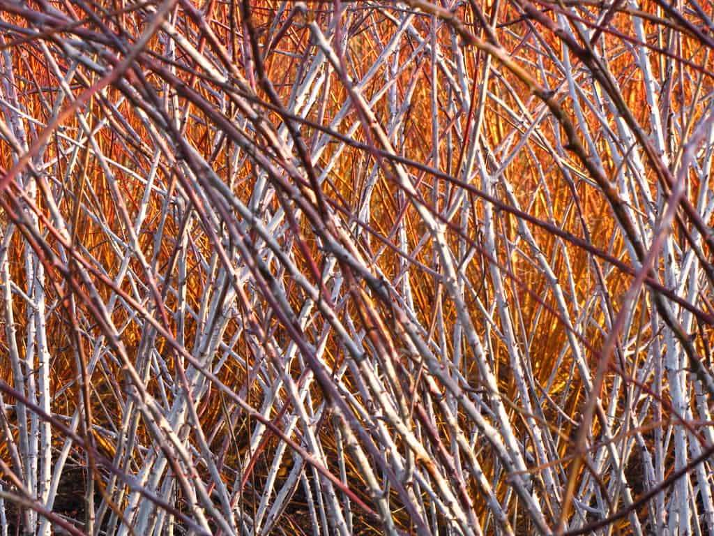 Kentucky: Briar Jumpers