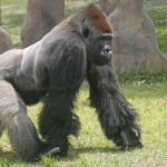 Gorilla – Dallas Zoo
