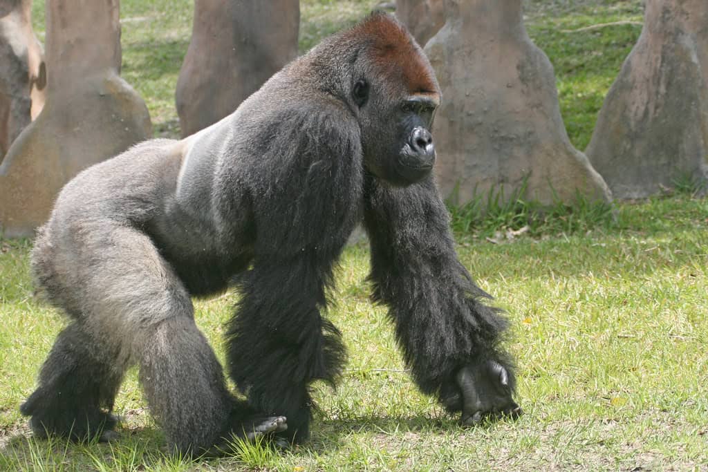 Gorilla – Dallas Zoo