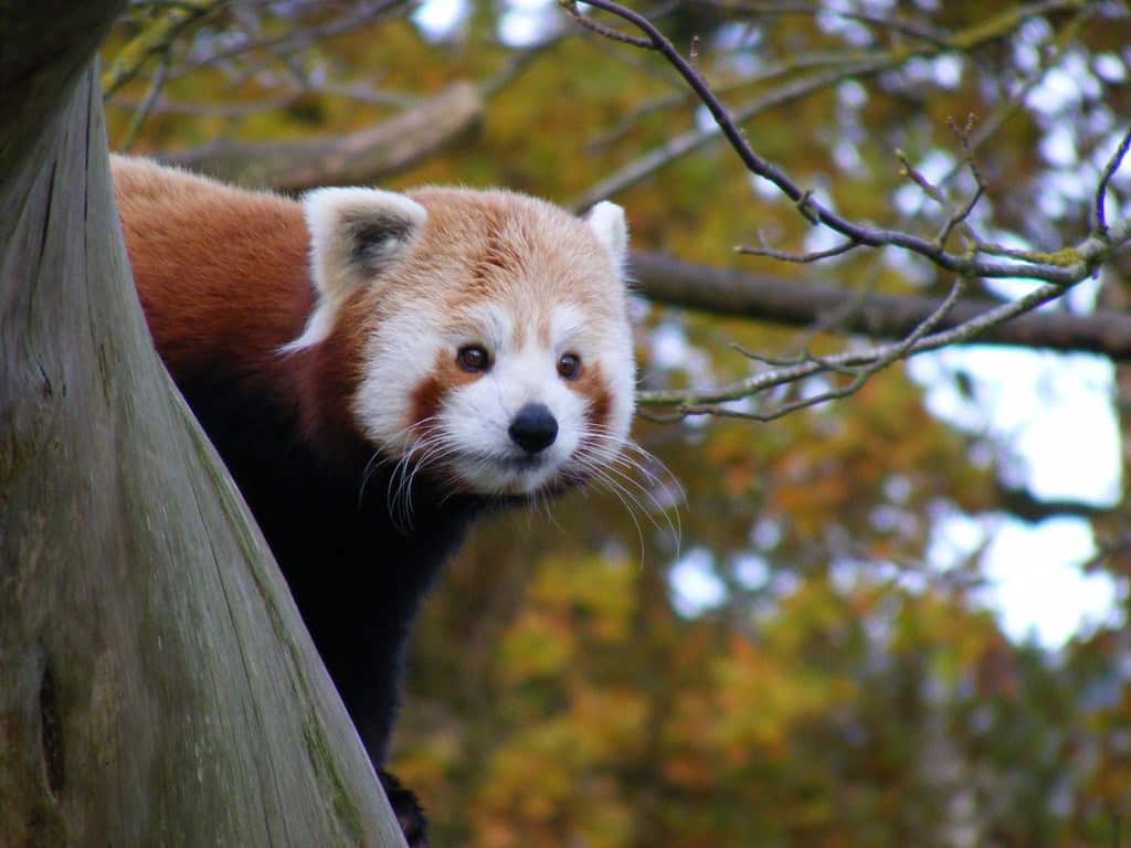 Red Panda – National Zoo