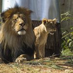 Lion – Santiago Metropolitan Zoo