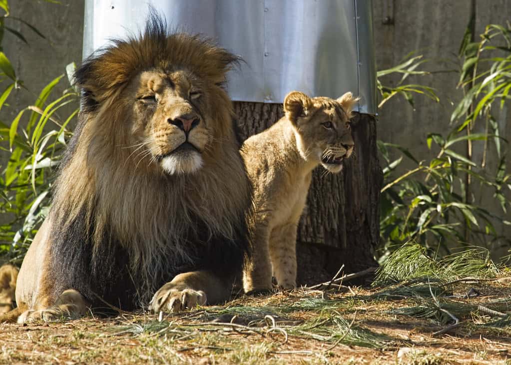 Lion – Santiago Metropolitan Zoo
