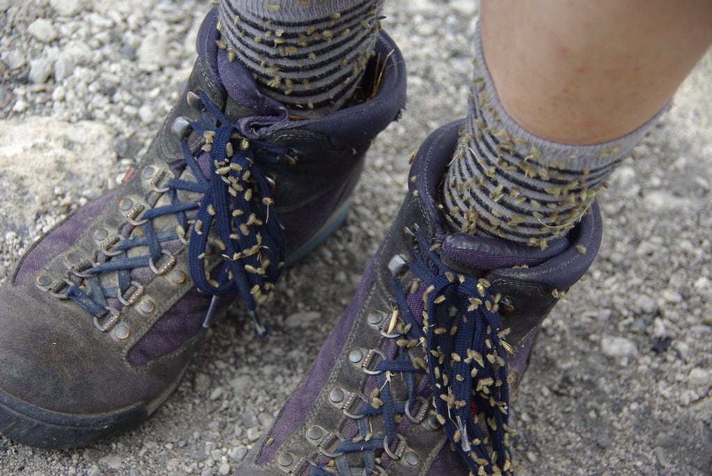 Mississippi: Rock‑A‑Chaws