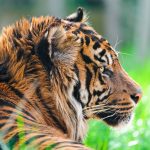 Tiger – London Zoo