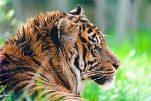 Profile of the male Sumatran tiger
