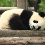 Panda – Copenhagen Zoo