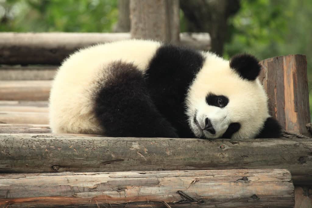 Panda – Copenhagen Zoo