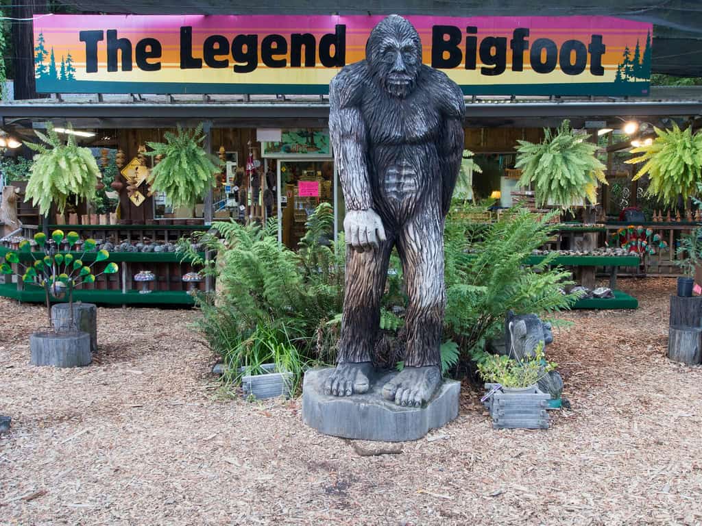 Washington – Harassing Bigfoot