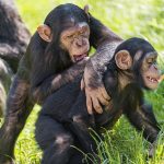 Chimpanzees – Belfast Zoo