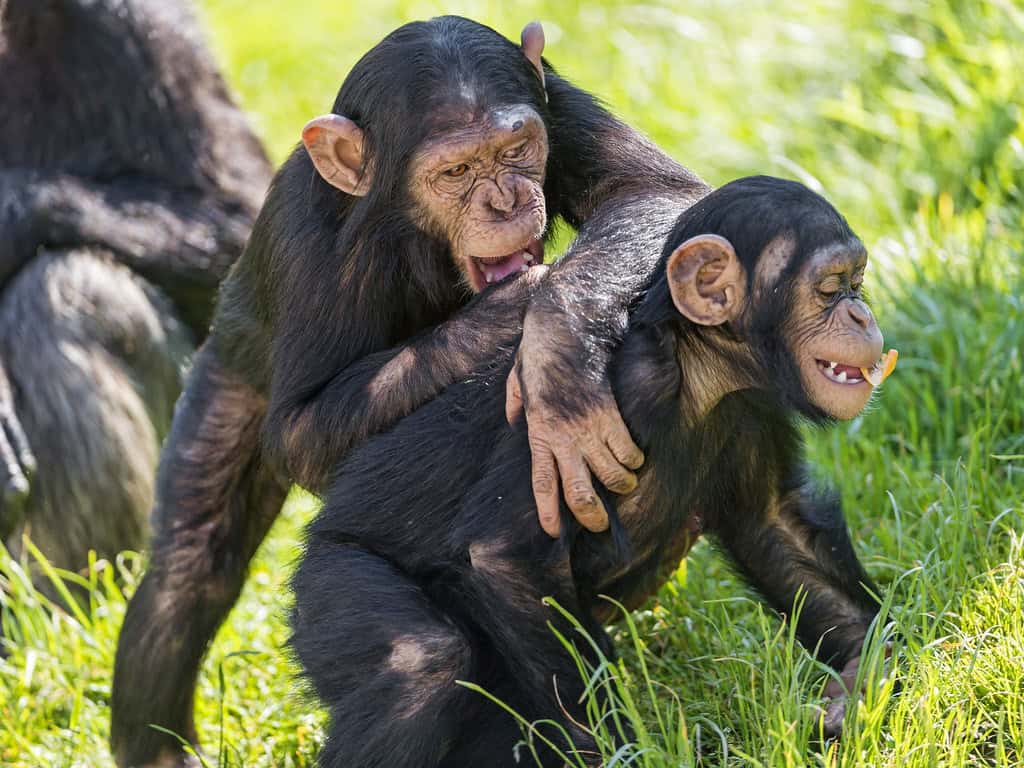 Chimpanzees – Belfast Zoo
