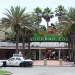 Jaguar – Audubon Zoo