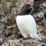 Delaware: Auks
