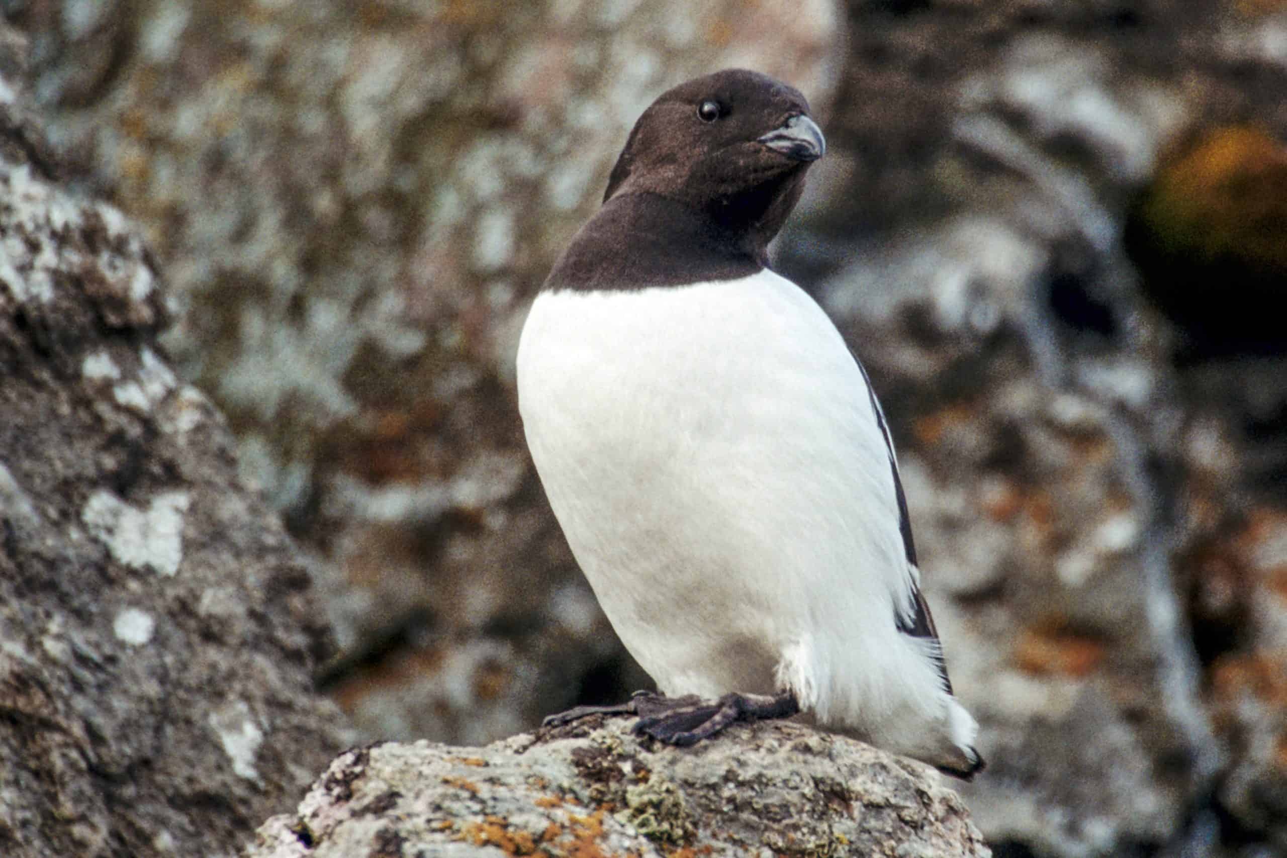 Delaware: Auks
