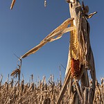 The Early 21st Century Produced a Different Kind of Drought