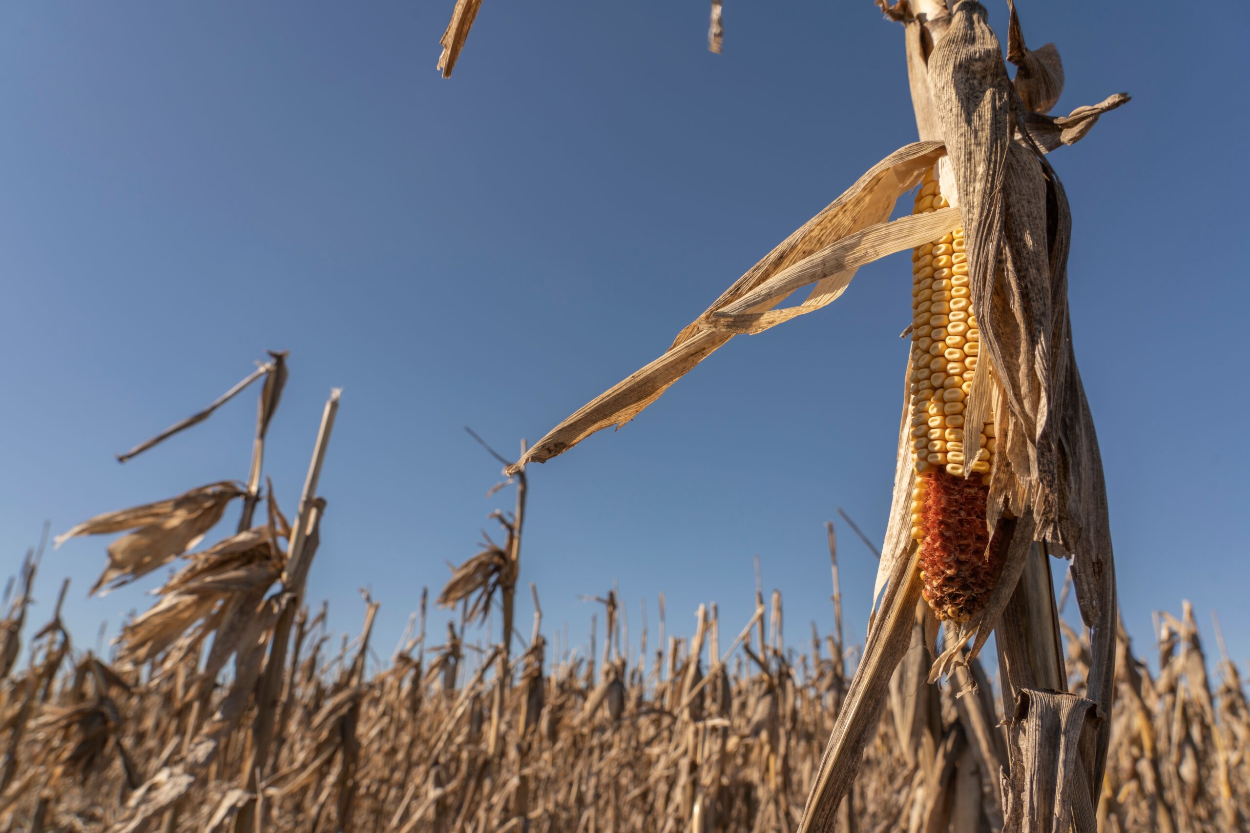 The Early 21st Century Produced a Different Kind of Drought