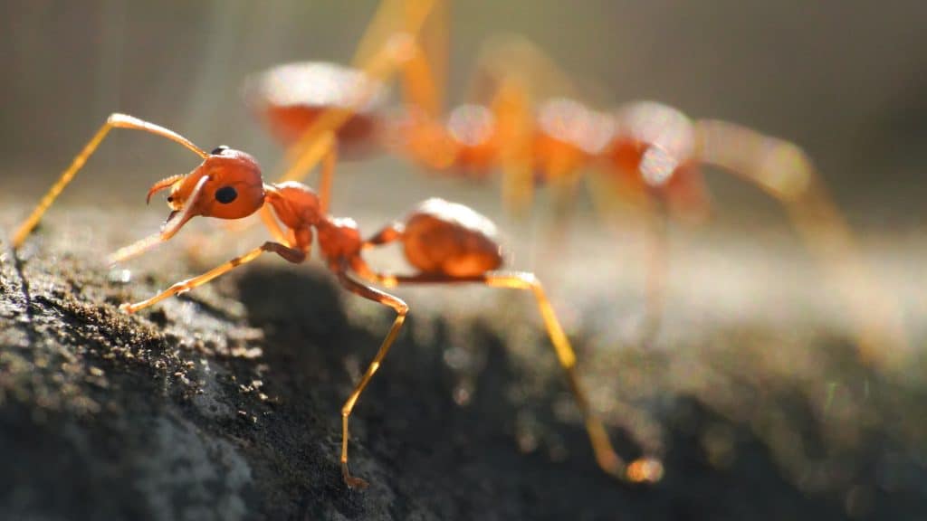 Red ants, often referred to as fire ants, are a group of several species known for their reddish appearance and painful stings.